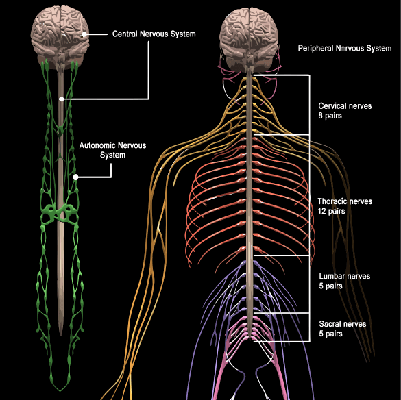 brain and nervous system
