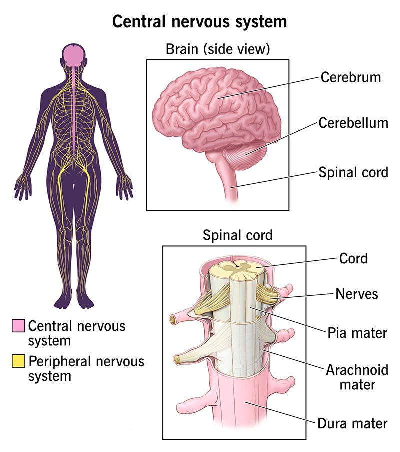 central nervous system (1)